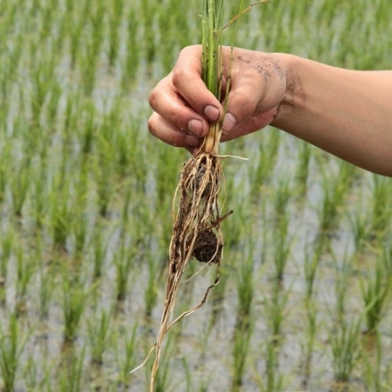 福島県産 コシヒカリ 会津継承米氏郷 5kg 令和3年産