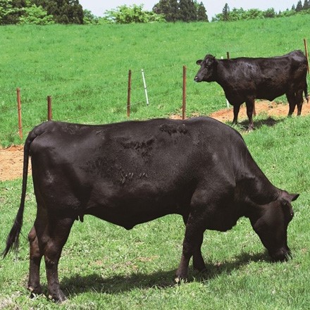 鹿児島県産 黒毛和牛 サーロインステーキ A5ランク 200g×2枚