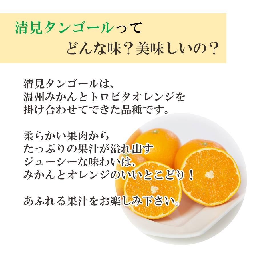 清見タンゴール オレンジ 訳あり 2kg