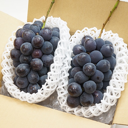期間限定 岡山 種なしピオーネ 1.0kg【販売期間2022年6月10日~2022年9月14日】