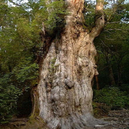 屋久杉 特撰グラス