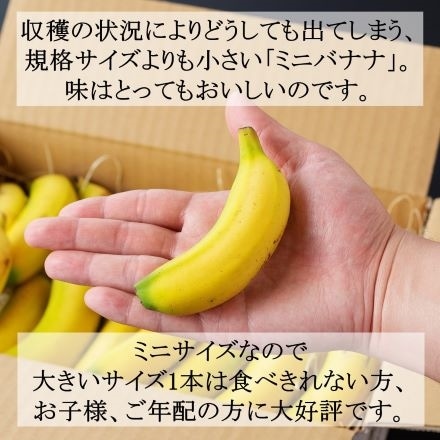 超希少。皮ごと食べられる国産無農薬バナナ NEXT716 ミニサイズ1kg