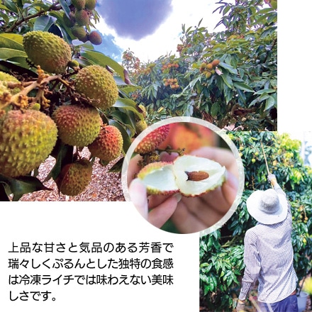海南島産 生グリーンライチ 妃子笑 2kg【販売期間:2022年6月9日~2022年6月29日】
