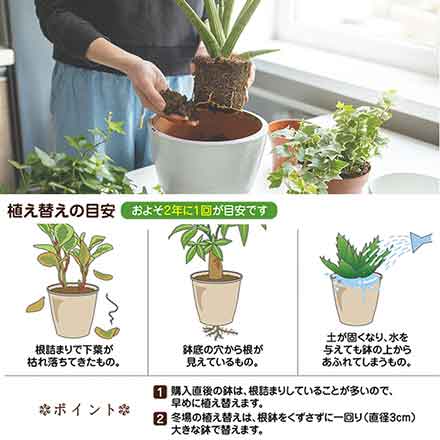 花ごころ 多肉植物&ミニ観葉の土 1L