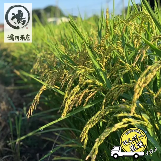 （無洗米）千葉県産 コシヒカリ 6kg 「増量オトク6kg！」令和5年