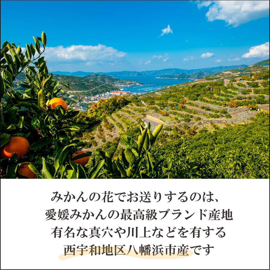 清見タンゴール オレンジ 訳あり 2kg