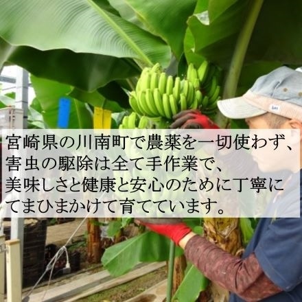 超希少。皮ごと食べられる国産無農薬バナナ NEXT716 ミニサイズ1kg