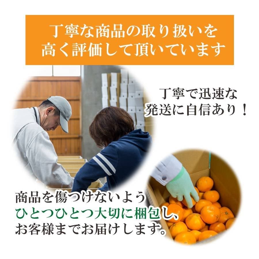清見タンゴール オレンジ 訳あり 2kg