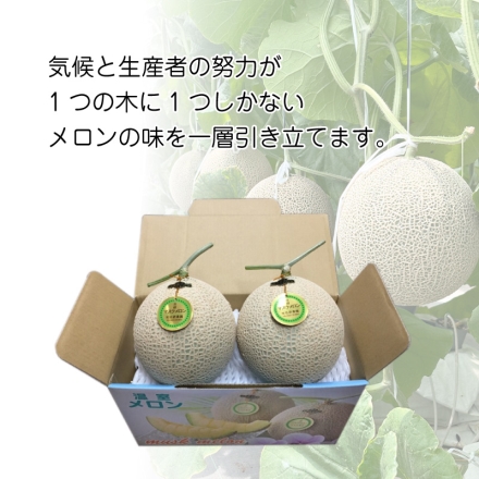 お中元のし付き マスクメロン2個 御中元 夏ギフト ギフト 贈答