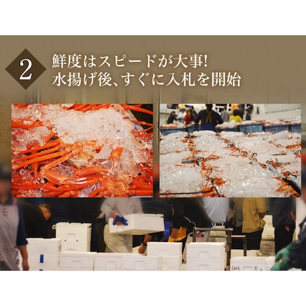 訳あり 鳥取県 境港産 ボイル 紅ずわい蟹 5尾 セット