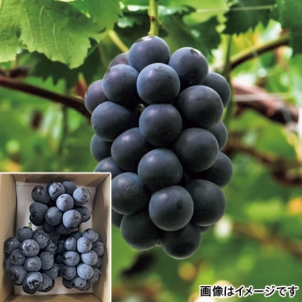 種なし巨峰 (露地) 1.5kg 【販売期間2022年5月2日~2022年9月30日】