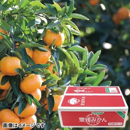 【2023年10月22日以降順次発送予定】 愛媛県 宇和島みかん 家庭用 5kg(30~70個)