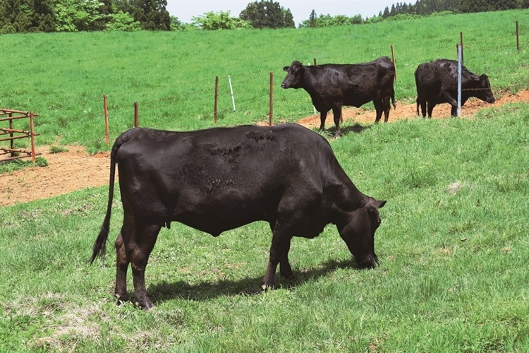 鹿児島県産 黒毛和牛リブロース肉 A5ランク 600g｜永久不滅