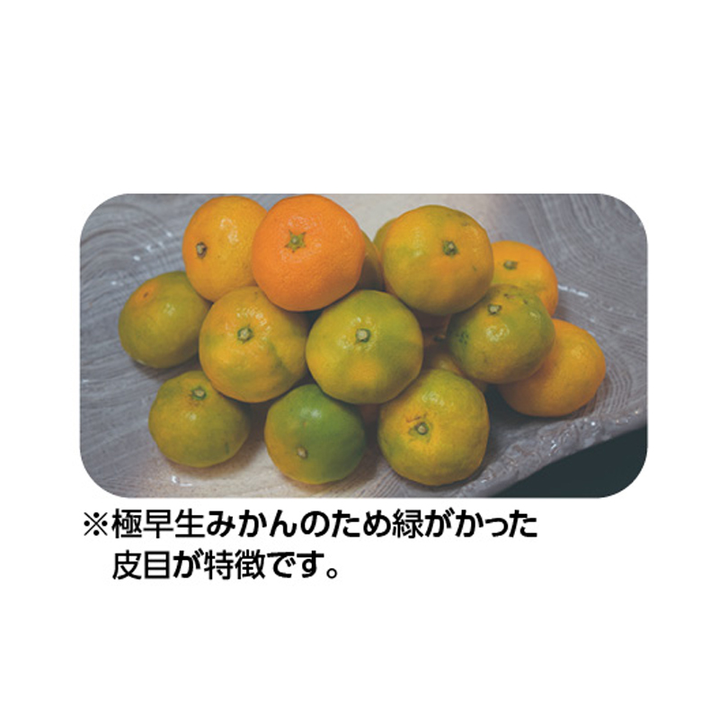 極早生みかん 南国の陽蜜（糖度10.5度以上） 4.5kg