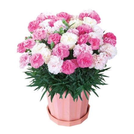 カーネーション「 いちごソフト（Ｒ） 」 サイズ（約）＝高さ35cm 鉢／直径15cm（5号鉢） 母の日 送料込み