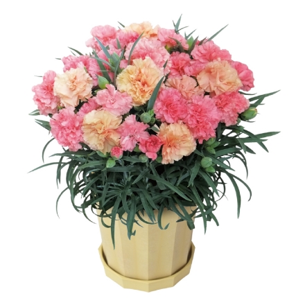 カーネーション「 マンゴーソフト（Ｒ） 」 サイズ（約）＝高さ35cm 鉢／直径15cm（5号鉢） 母の日 送料込み