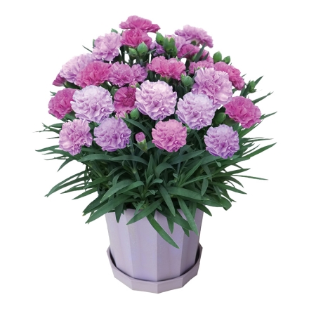 カーネーション「 ブルーベリーソフト 」 サイズ（約）＝高さ35cm 鉢／直径15cm（5号鉢） 母の日 送料込み