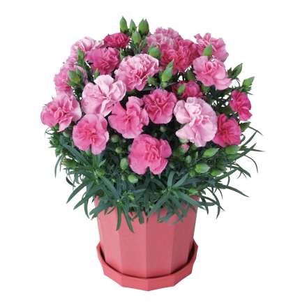 カーネーション「 チェリーソフト 」 サイズ（約）＝高さ35cm 鉢／直径15cm（5号鉢） 母の日 送料込み
