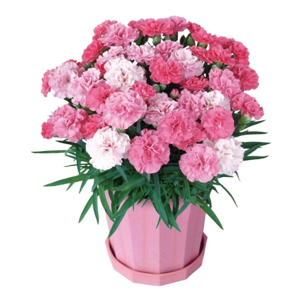 カーネーション「 ピーチソフト 」 サイズ（約）＝高さ35cm 鉢／直径15cm（5号鉢） 母の日 送料込み