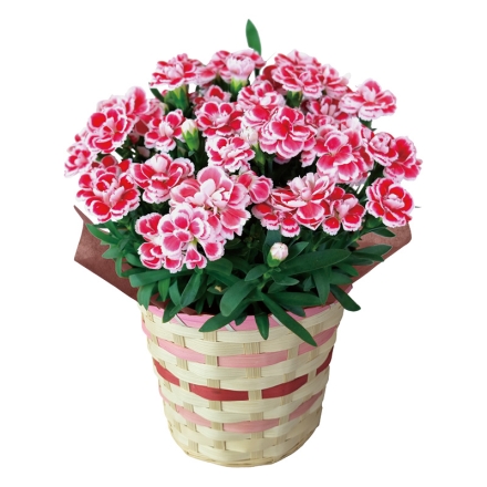 カーネーション「 ファンシーレッド 」 サイズ（約）＝高さ25cm 鉢／直径15cm（5号鉢） 母の日 送料込み