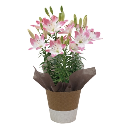 スカシユリ「 シュガーラブ 」 サイズ（約）＝高さ40cm 鉢／直径15cm（5号鉢） 母の日 送料込み