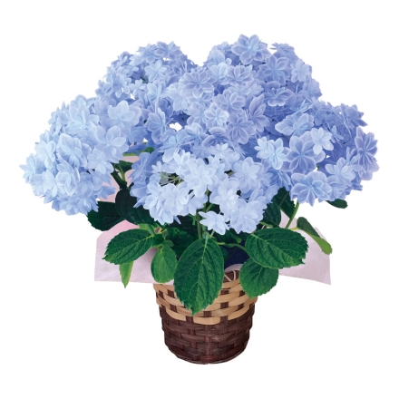 アジサイ「 万華鏡 」 サイズ（約）＝高さ50cm 鉢／直径15cm（5号鉢） 母の日 送料込み