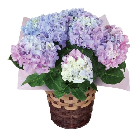 レインボーアジサイ サイズ（約）＝高さ40cm 鉢／直径15cm（5号鉢） 母の日 送料込み