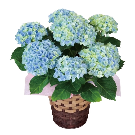 アジサイ「 マジカルレボリューション 」 サイズ（約）＝高さ40cm 鉢／直径15cm（5号鉢） 母の日 送料込み