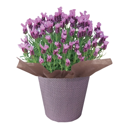 ラベンダー「 ピンクロリポップ 」 サイズ（約）＝高さ40cm 鉢／直径15cm（5号鉢） 母の日 送料込み