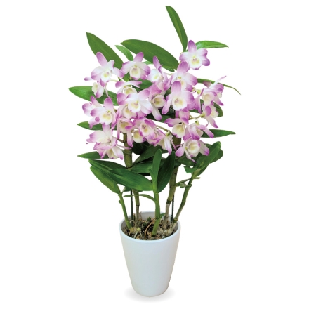 デンドロビューム「 マザーピンク 」 サイズ（約）＝高さ45cm 鉢／直径12cm（4号鉢） 母の日 送料込み