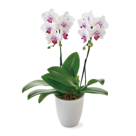 ミディ胡蝶蘭「 スイートスマイル 」 サイズ（約）＝高さ40cm 鉢／直径12cm（4号鉢） 母の日 送料込み