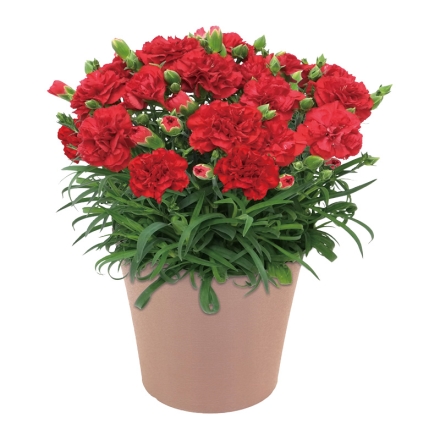 カーネーション「 感謝の気持ち 」 サイズ（約）＝高さ35cm 鉢／直径15cm（5号鉢） 母の日 送料込み
