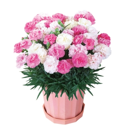 カーネーション「 いちごソフト（Ｒ） 」＋文明堂カステラセット 「 いちごソフト（Ｒ） 」［サイズ（約）＝高さ35cm 鉢／直径15cm（5号鉢） 母の日 送料込み