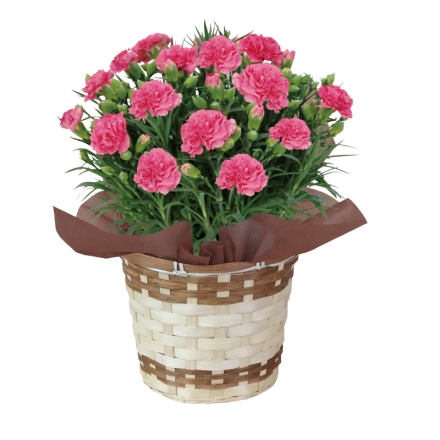 ピンクのカーネーション＋長崎堂栗入りみかさセット ピンクのカーネーション［サイズ（約）＝高さ35cm 鉢／直径15cm（5号鉢） 母の日 送料込み