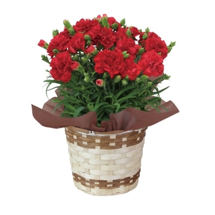 赤のカーネーション＋東京フラワーブーケクッキーアソートセット 赤のカーネーション［サイズ（約）＝高さ35cm 鉢／直径15cm（5号鉢） 母の日 送料込み