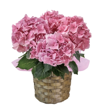 ピンクのアジサイ＋ねんりん家バームクーヘンセット ピンクのアジサイ［サイズ（約）＝高さ25cm 鉢／直径12cm（4号鉢） 母の日 送料込み