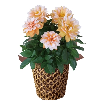 ダリア ラベラグランデ「 キャラメル 」 サイズ（約）＝高さ30cm 鉢／直径15cm（5号鉢） 母の日 送料込み