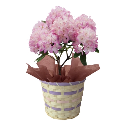 西洋シャクナゲ サイズ（約）＝高さ45cm 鉢／直径15cm（5号鉢） 母の日 送料込み