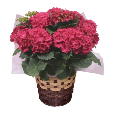 アジサイ「 茜 」 サイズ（約）＝高さ40cm 鉢／直径15cm（5号鉢） 母の日 送料込み