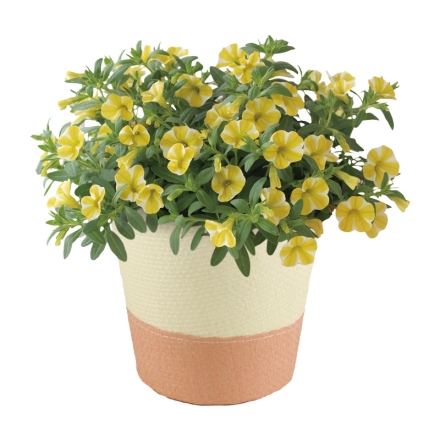 スーパーベル「 レモンスライス 」 サイズ（約）＝高さ25cm 鉢／直径15cm（5号鉢） 母の日 送料込み