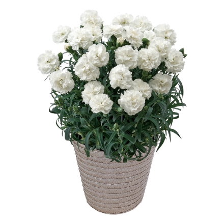 お供えカーネーション サイズ（約）＝高さ35cm 鉢／直径15cm（5号鉢） 母の日 送料込み