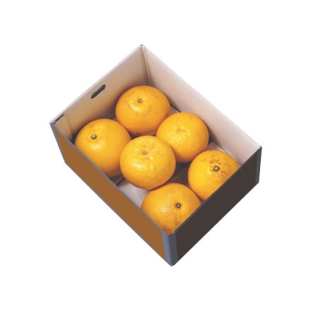 家庭用 おおぐしさんちの土佐文旦3ｋｇ