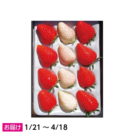 スカイベリー＆ミルキーベリー ギフト用 イチゴ いちご スカイ300g、ミルキー100g