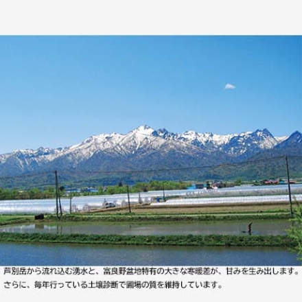 キングルビーメロン2.5ｋｇ 1個