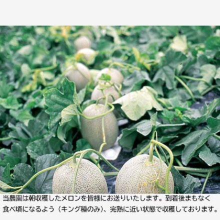 新夕張クィーンメロン レッド種(赤肉)1.3kg×2