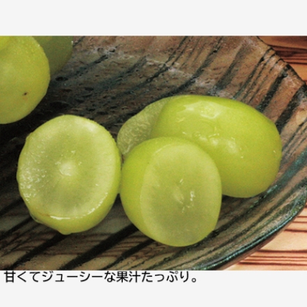 シャインマスカットと白桃 シャインマスカット500ｇ（1房）、白桃4個