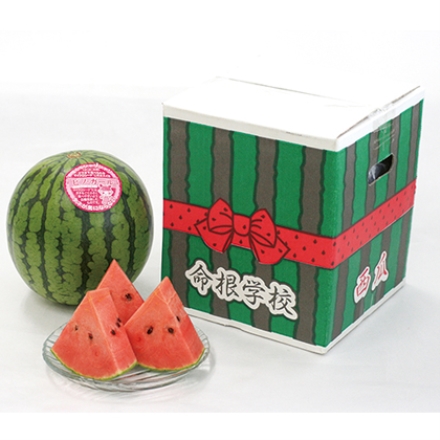 種ごと食べれる小玉すいか「 ピノガール 」 1.3kg