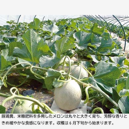 富良野パールレッドメロン 2個