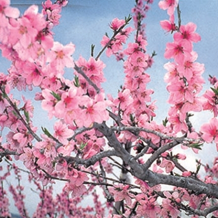 岡山の桃 1.5ｋｇ