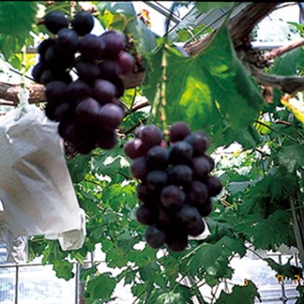 岡山ニューピオーネ 800g(2房)